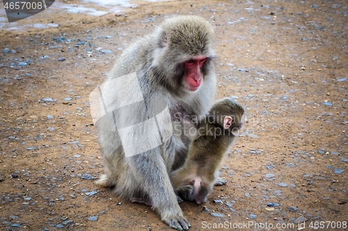 Image of Japanese macaque and baby, Iwatayama monkey park, Kyoto, Japan