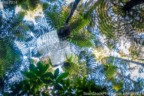 Image of Giant ferns in redwood forest, Rotorua, New Zealand