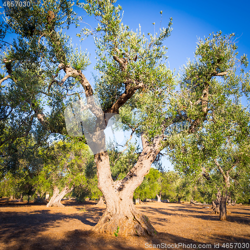 Image of Old olive trees in South Italy