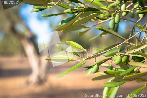 Image of Olive tree in South Italy