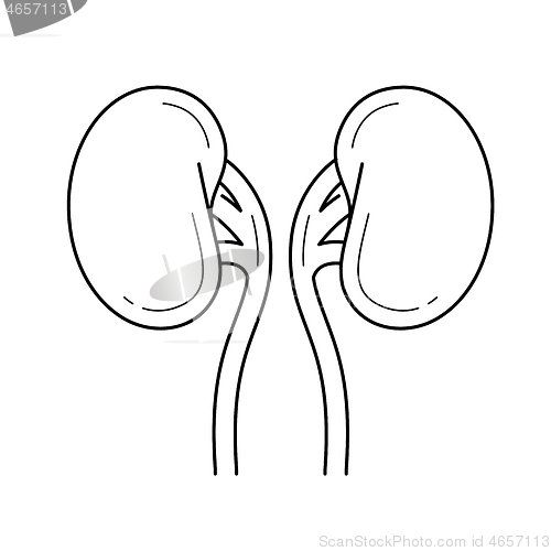 Image of Human kidneys line icon.