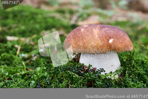 Image of Boletus edulis. Fungus in the natural environment.