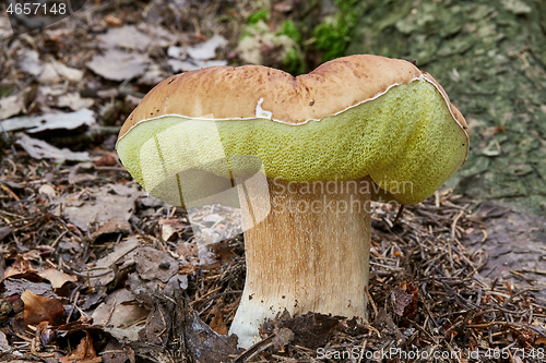 Image of Boletus edulis. Fungus in the natural environment.
