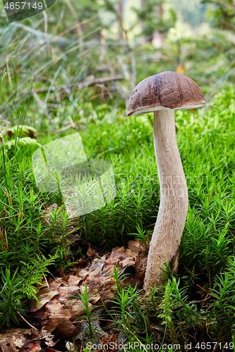 Image of Fungus Leccinum cyaneobasileucum