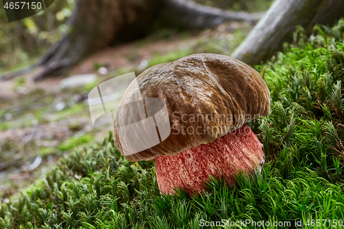 Image of Neoboletus luridiformis in the natural environment