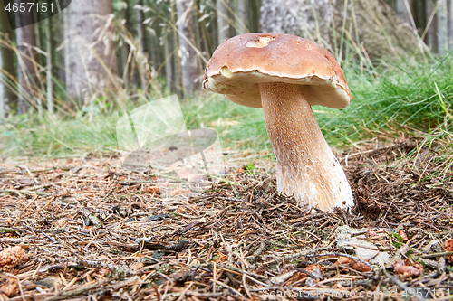 Image of Boletus edulis. Fungus in the natural environment.