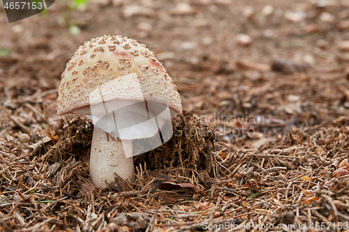 Image of Amanita rubescens in the natural environment.