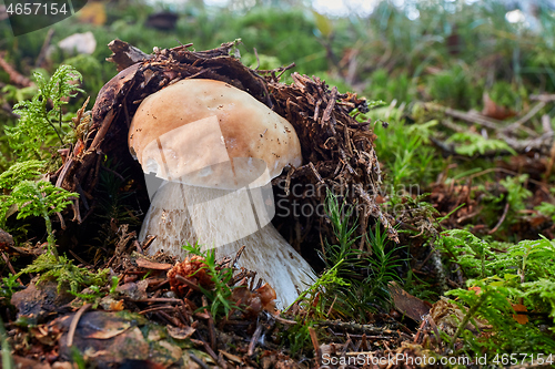 Image of Boletus edulis. Fungus in the natural environment.