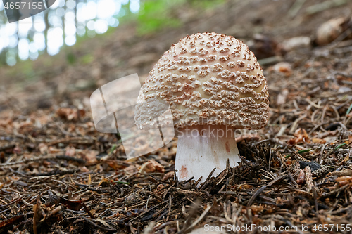 Image of Amanita rubescens in the natural environment.