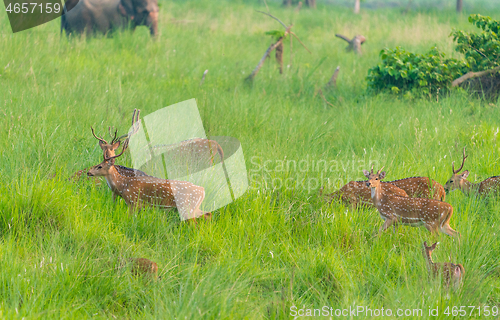 Image of Sika or spotted deers herd in the elephant grass