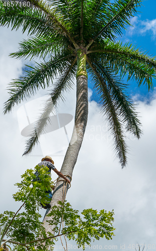 Image of Adult male climbs coconut tree to get coco nuts