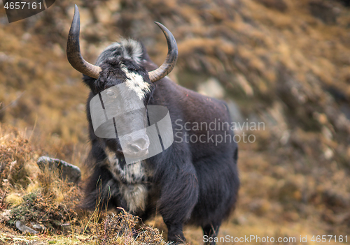 Image of Yak or nak pasture on grass hills in Himalayas