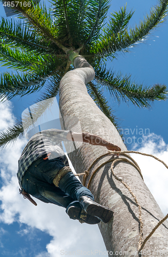 Image of Adult male climbs coconut tree to get coco nuts