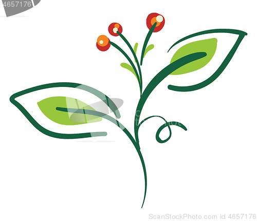 Image of Bittersweet plant, vector color illustration.