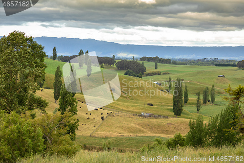 Image of typical rural landscape in New Zealand