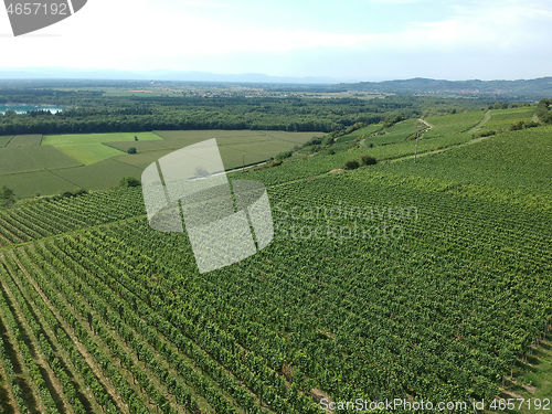 Image of aerial view of a vineyard in Breisgau, Germany