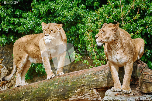 Image of Lionesses on a Log