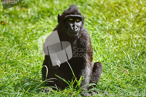 Image of Celebes Crested Macaque
