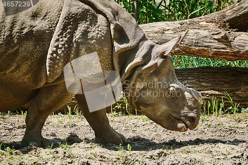 Image of Rhinoceros (Diceros Bicornis)