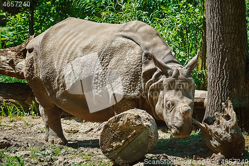 Image of Rhinoceros (Diceros Bicornis)