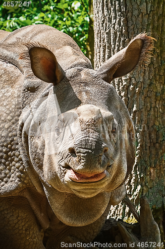 Image of Rhinoceros (Diceros Bicornis)