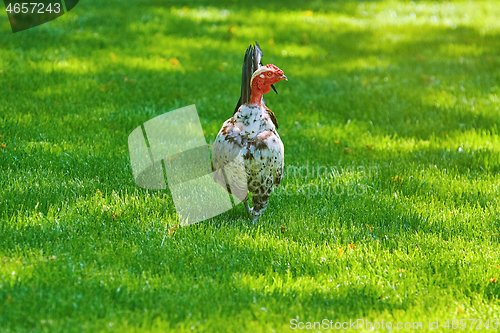 Image of Rooster (Gallus Gallus Domesticus)