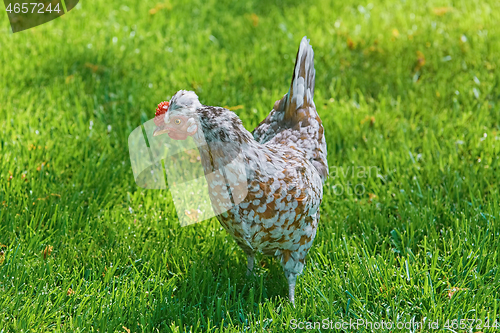 Image of Chicken (Gallus Gallus Domesticus)