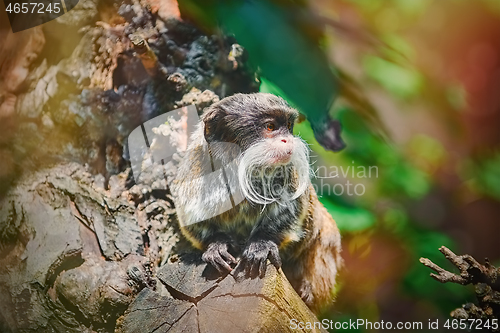 Image of Emperor Tamarin (Saguinus Imperator)