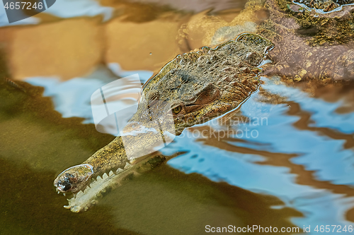 Image of Portrait of Gavial