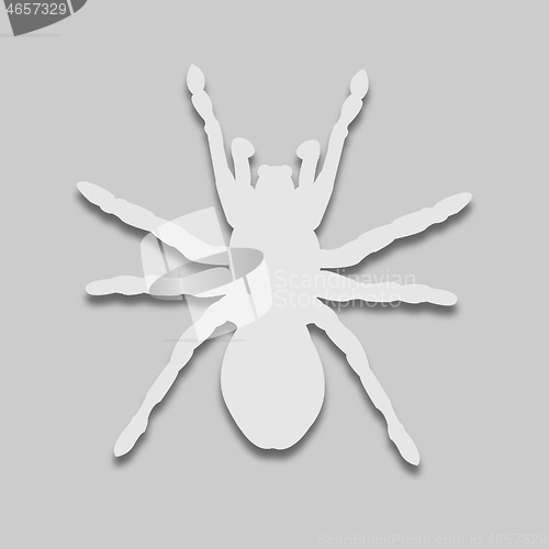 Image of Spider light tone