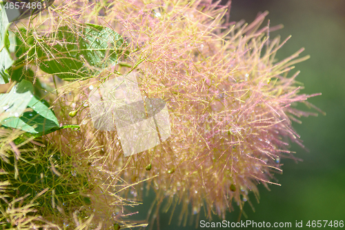 Image of A branch in the dew of a bush cotinus coggygria