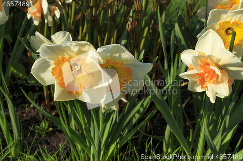 Image of Beautiful white flowers of Narcissus