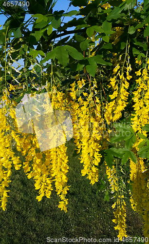 Image of Beautiful bright yellow flowers of wisteria 