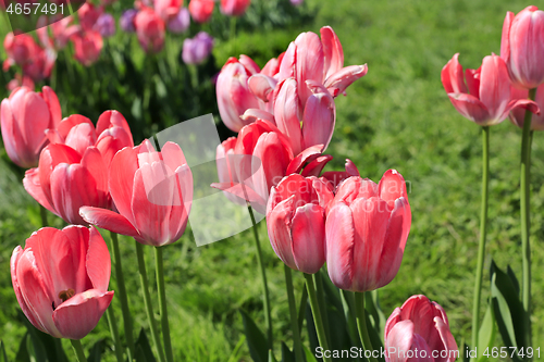 Image of Beautiful bright pink tulips