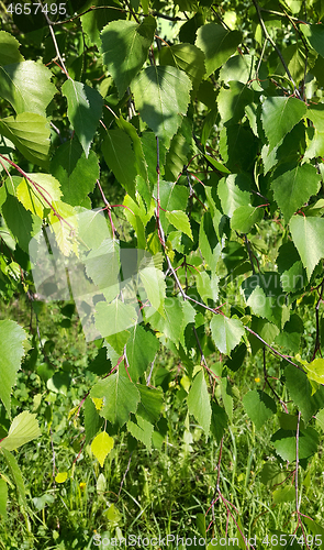 Image of Beautiful branch of a spring birch