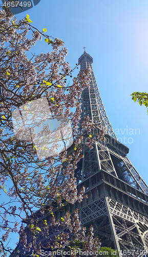 Image of Eiffel Tower on blue sky background with beautiful blooming tree