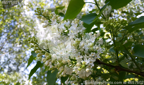 Image of Beautiful flowers of white lilac branch