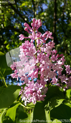 Image of Beautiful blossoming lilac flowers