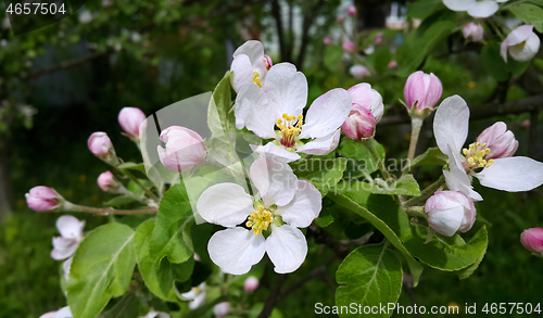 Image of Beautiful branch of spring blooming apple tree 