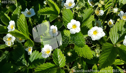 Image of Beautiful Flowers of wild strawberry 