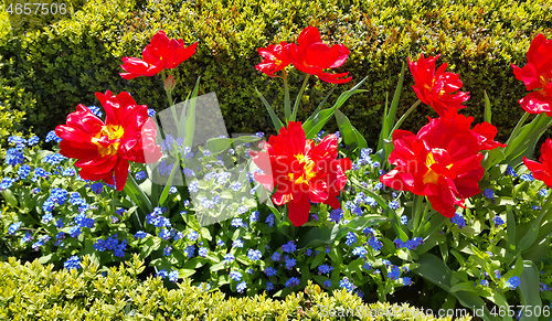 Image of Beautiful Tulips and Forget Me Not flowers
