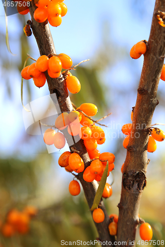 Image of Branches of sea buckthorn
