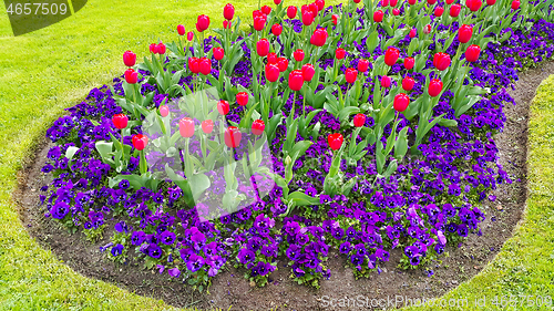 Image of Green lawn with beautiful tulips and violets