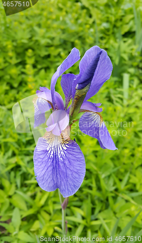 Image of Beautiful iris flower 