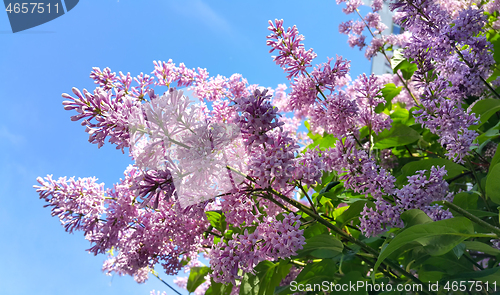 Image of Spring branches with blossoming lilac flowers 