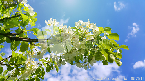 Image of Beautiful branch of a spring fruit tree with beautiful white flo