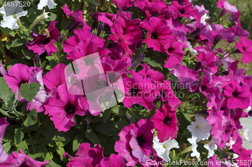 Image of Beautiful bright flowering petunia