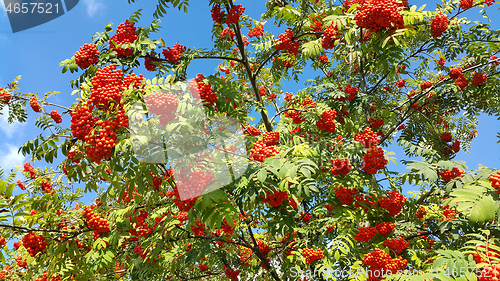 Image of Branches of mountain ash with bright orange berries