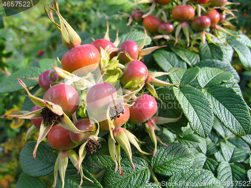 Image of Dog-rose berries. Dog rose fruits (Rosa canina). Wild rosehips.