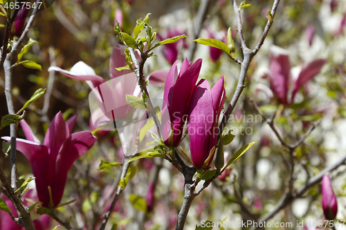 Image of Branch of beautiful spring magnolia with pink flowers 